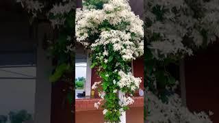 Beautiful View of White Jasmine Flowers Looks Really Amazing New Video