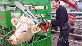 Incredible Cow Breeding Equipment & Technology - Beef Boning & Processing Process Inside Factory