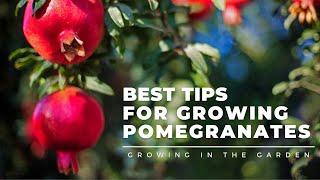 HOW to PLANT and GROW POMEGRANATES, plus WHEN to HARVEST, HOW to EAT, and what to do about BUGS