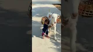 #funny #short Brother Monkey Herds Sheep #Cute Pet Debut Plan #Magical Animals #