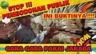 GARA GARA PAKAI JAKABA !!! PRODUKSI MBLUDAK #jakaba #jamurtiram