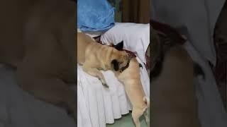 #pug #pugdog #cutedog #dog #short #shorts #shortsvideo #youtubeshorts #shortstack