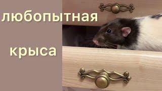 Любопытная крыса. Емельян пришел с проверкой.  #rat #animal #животные #крысы