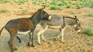 Fantastic moment of donkey life