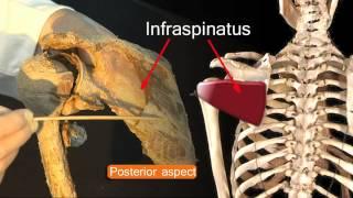 Funky Anatomy PASS YOUR EXAMS The Shoulder Joint