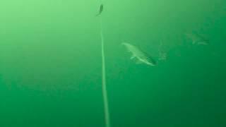 Amazing underwater footage 100 feet below Lake Superior!