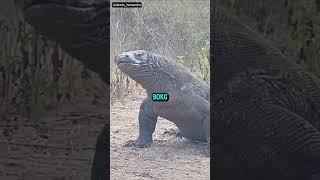 Fakta unik komodo || hewan asli indonesia #duniahewan #komodo #lizard