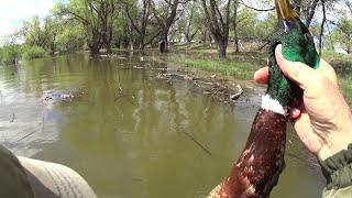 Весенняя охота с подсадными утками на реке
