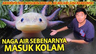 NAGA AIR SEBENARNYA MASUK KOLAM! TERNYATA BEGINI REAKSI AXOLOTL KALAU DIMASUKIN KE KOLAM!