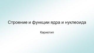 Строение и функции ядра и нуклеоида. Кариотип