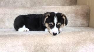 Corgi puppy going down stairs