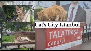 CATS CITY ISTANBUL. #catslover