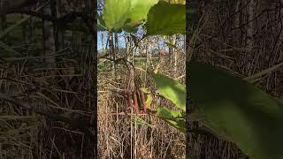 Вільха чорна або клейка (Alnus glutinosa )  #ліс #nature