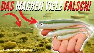 Ködergröße an Brutfisch anpassen? Zanderangeln