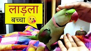 Pablo Alexander parrot apne Mummy -Papa ka Ladla baccha hai