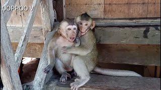 Beautiful Monkey Janny Missing Sister Shally So Much / Janny Hugging Sister Shally So Sweet