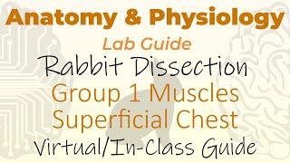 Rabbit Dissection - Group 1 Muscles - Superficial Chest