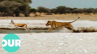 Pride of Lions Pounce On Springbok At Water Hole | Our World