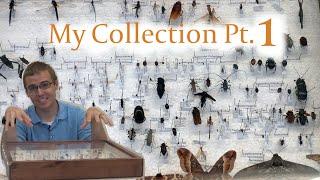 My Insect Collection Part 1