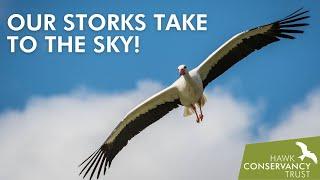 Watch our White Storks fly!