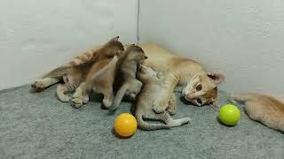 Mother cat feeding her cutest tribe kittens - Cute kitten