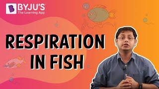 Respiration In Fish: How Do Fish Breathe?