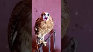 Falcon bird#wildlife animal lovers#subscribe#shortvideo#falcon