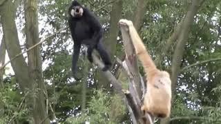 Siamang apes go wild. monkey vs. dog