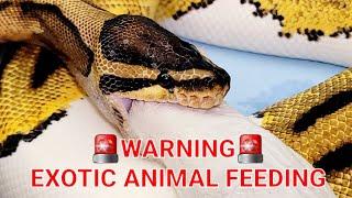 Africans Most Beautiful Python Eats