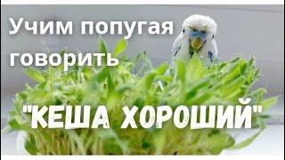 Учим попугая говорить Кеша хороший