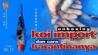 Buying imported koi fish and how to quarantine them