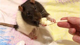 Крысы с ложечки едят манную кашу 