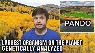 DNA Analysis of Pando Reveals it's The Largest and Oldest Organism on Earth