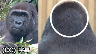 Something is wrong with the back of Gentaro's head.!?｜Momotaro family、Gorilla