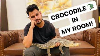 WILD CROCODILE IN MY ROOM | AZLAN SHAH