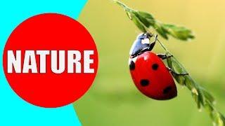 NATURE FOR KIDS - Learn Nature Vocabulary Words in English for Kindergarten, Children, Babies