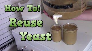 Save Money & Make Better Beer - Reuse Yeast!!