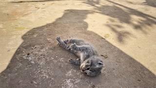 The kitten lay stiff from breathing difficulties until a young man found him and performed CPR.️