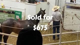 HORSE AUCTION in the WEST! Cedar Livestock Market- June 6 2024