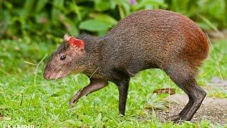 Guyanese Hunting Technique 1. Agouti & Green Iguana Caught live.