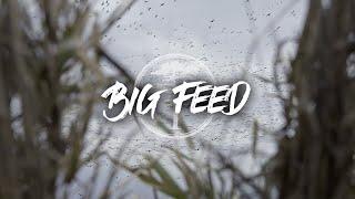 Snow Goose Hunting- Giant Feed Comes in to The Decoys