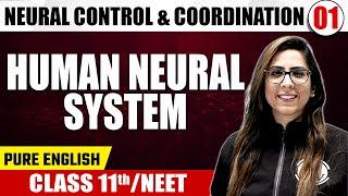 NEURAL CONTROL & COORDINATION 01 | Human Neural System | Zoology | Pure English | Class 11th/NEET