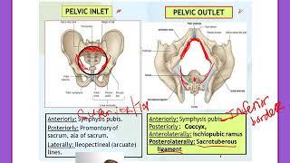 Clinical Anatomy Bony Pelivs & Perineum