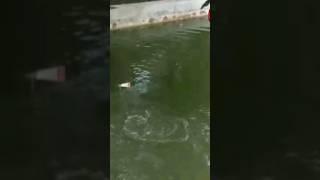 sensasi strike #shortvideo #mancingikan #viralvideo #fishing