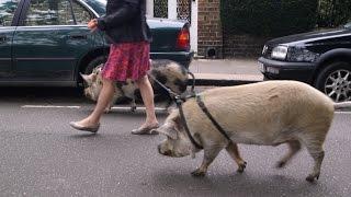 What's it like to take 3 dogs and 2 pigs for walks around West London? : Antonia, Londoner #128