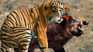 TIGER IN BUSINESS / Tiger vs dog lion bear boar and elephant