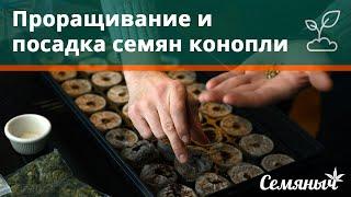 Проращивание семян в бумажных полотенцах