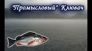 Северный Клювач. Русская Рыбалка 3.99.