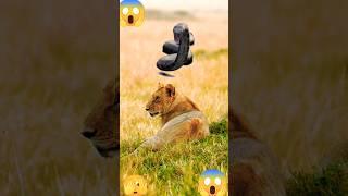 Lion & snake  🪱🪱🪱#shorts #youtubeshorts #short