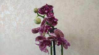 Обзор орхидеи "Дикий Кот" от канала Наталья Королева Orchids Queen